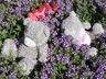 влюбленная парочка, мишки Тедди на клумбе с цветами