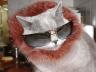 модная кошка в стильных больших очках