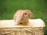 карликовый кролик такая прелесть