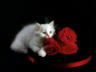кошка и роза на стильном фото