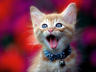 симпатичный котенок с широко открытым ртом