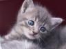 милый пушистый серый котенок с голубыми глазами