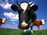 большая корова или бык смотрит в твои глаза гипнотизирует