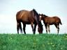 лошадь и жеребенок пасуться на траве