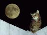 кот и луна на фото