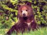 бурый медведь на фото