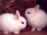 пушистые белые кролики карликовые кролики