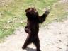 танцующий бурый медведь