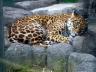 леопард большая кошка красивая кошка