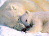 большая белая медведица и Умка белые медведи мама и маленький белый медвежонок