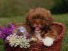 симпатичный щенок в корзинке с цветами