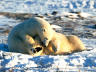 белые медведи играют на снегу на природе а не в зоопарке