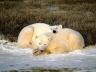 белые медведи на снегу лежат