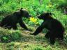 два бурых медвежонка играют на траве