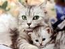 кошка мама и котенок смотрят с фотки