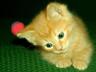 пушистый рыжий котенок великолепная шерсть